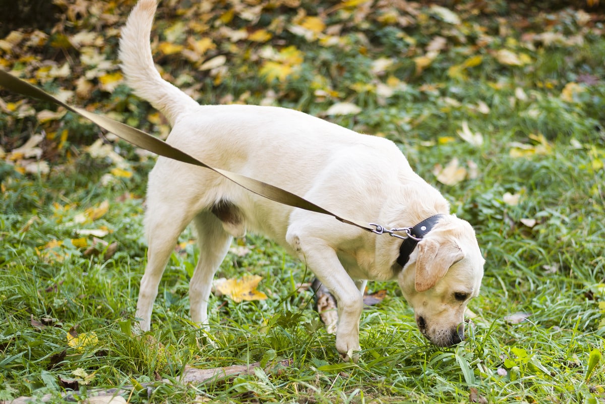 Labrador sniffing grass outdoors