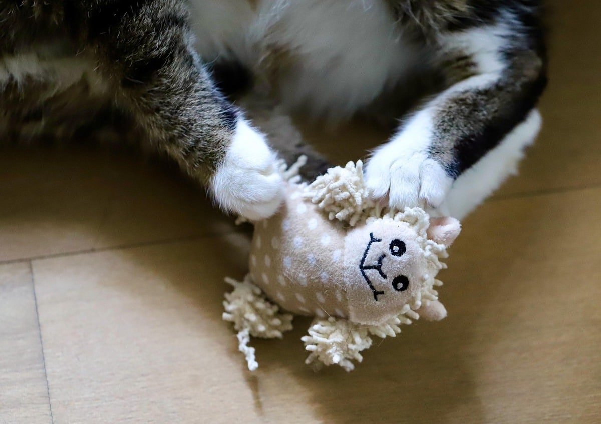 Cat paws holding toy sheep
