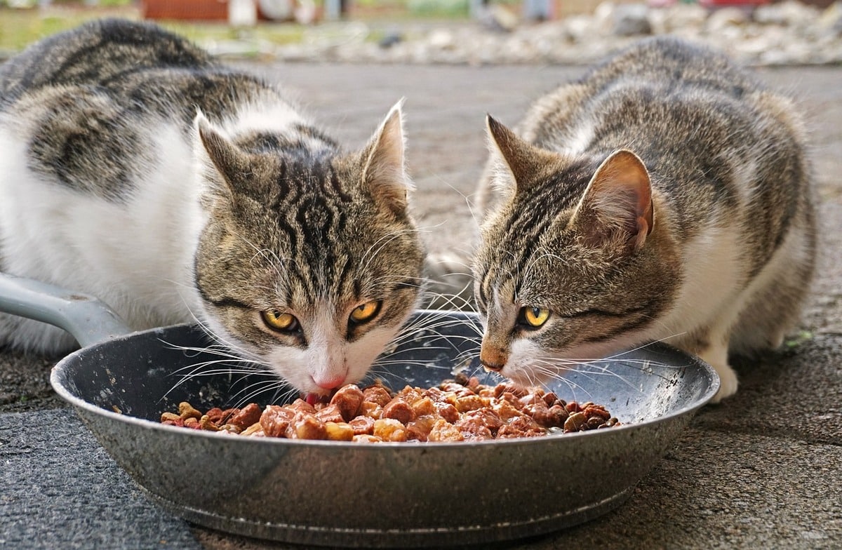 Two cats eating from dish
