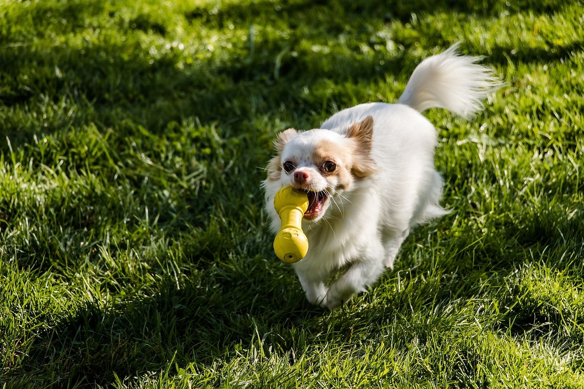 Chihuahua playing with toy