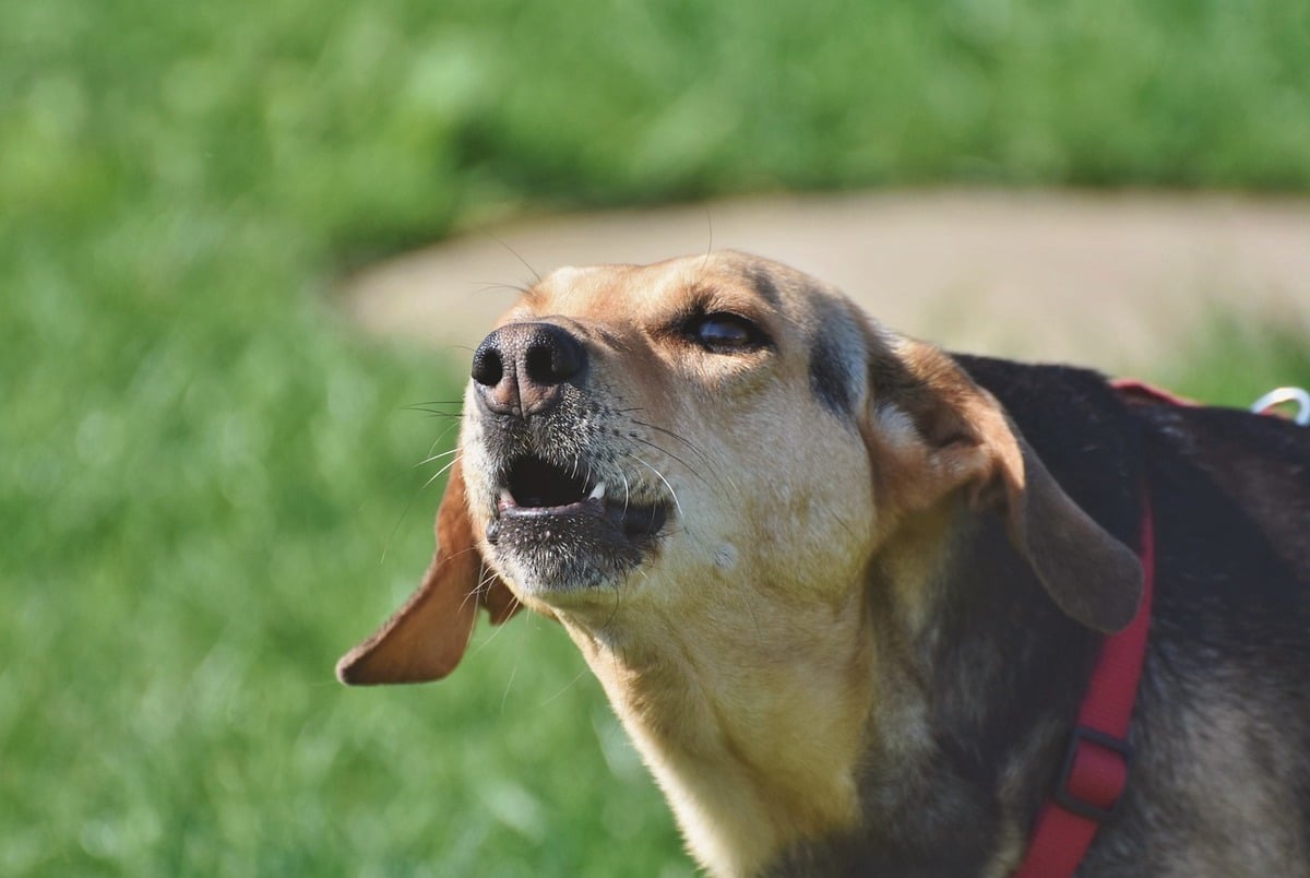 Dog barking outdoors in sunlight