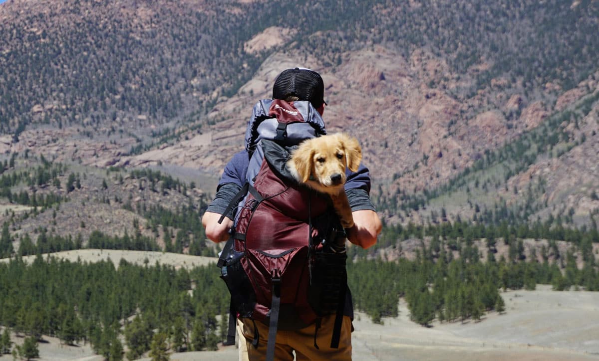 Hiker with dog in backpack