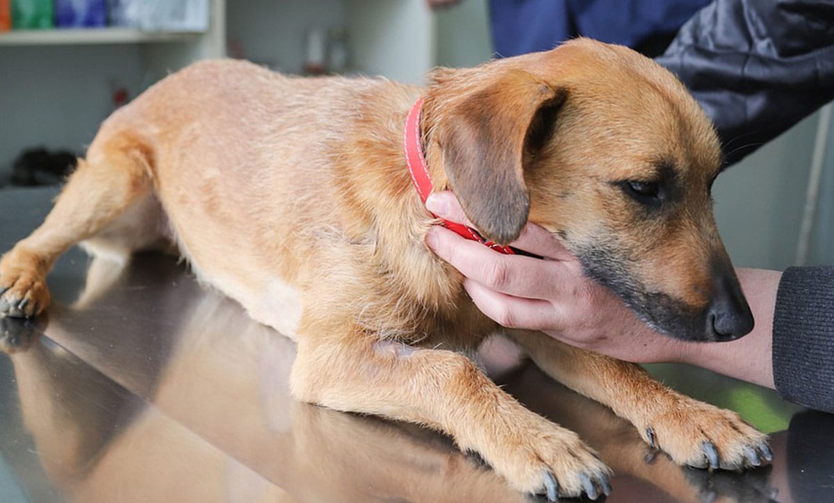 Dog being examined at vet