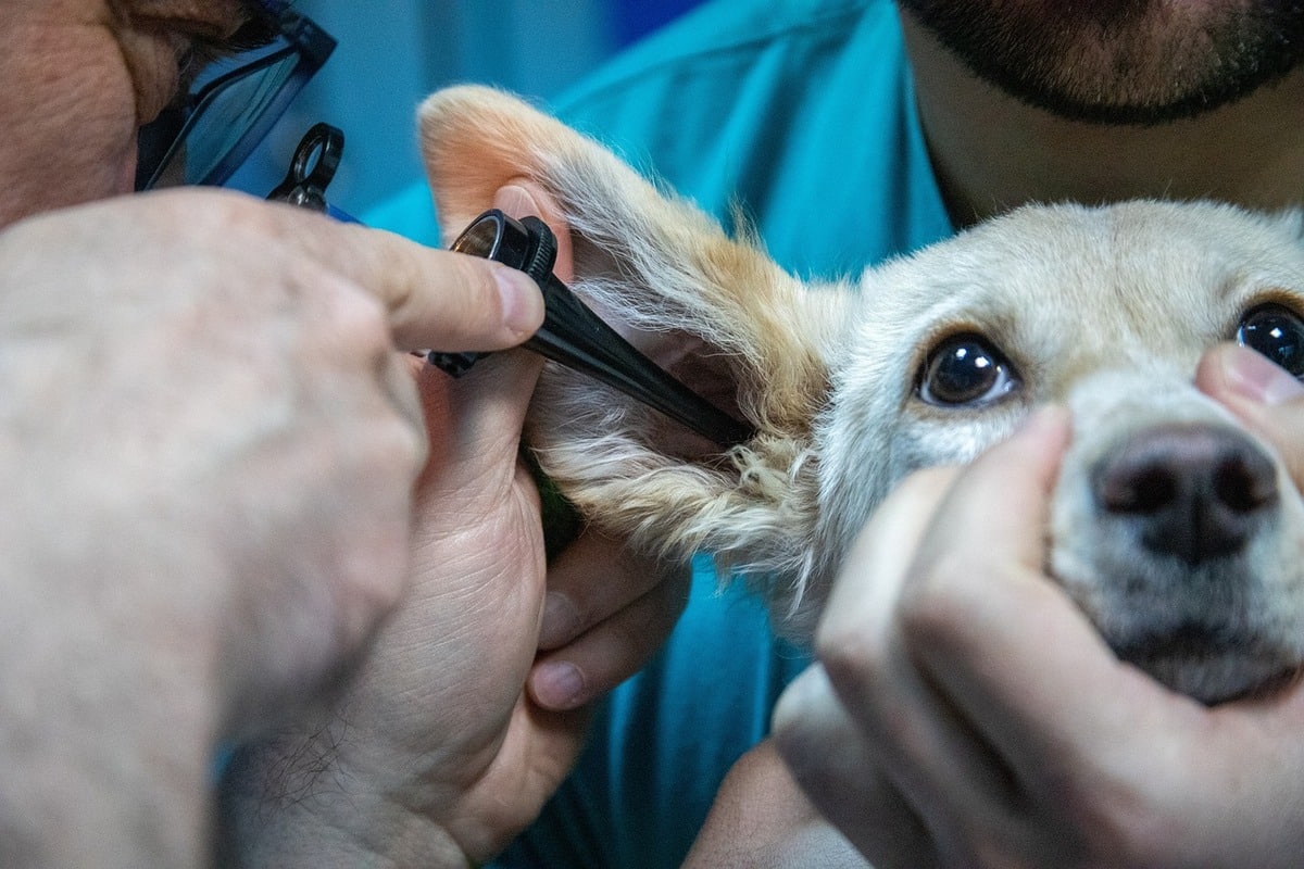 Dog receiving ear examination