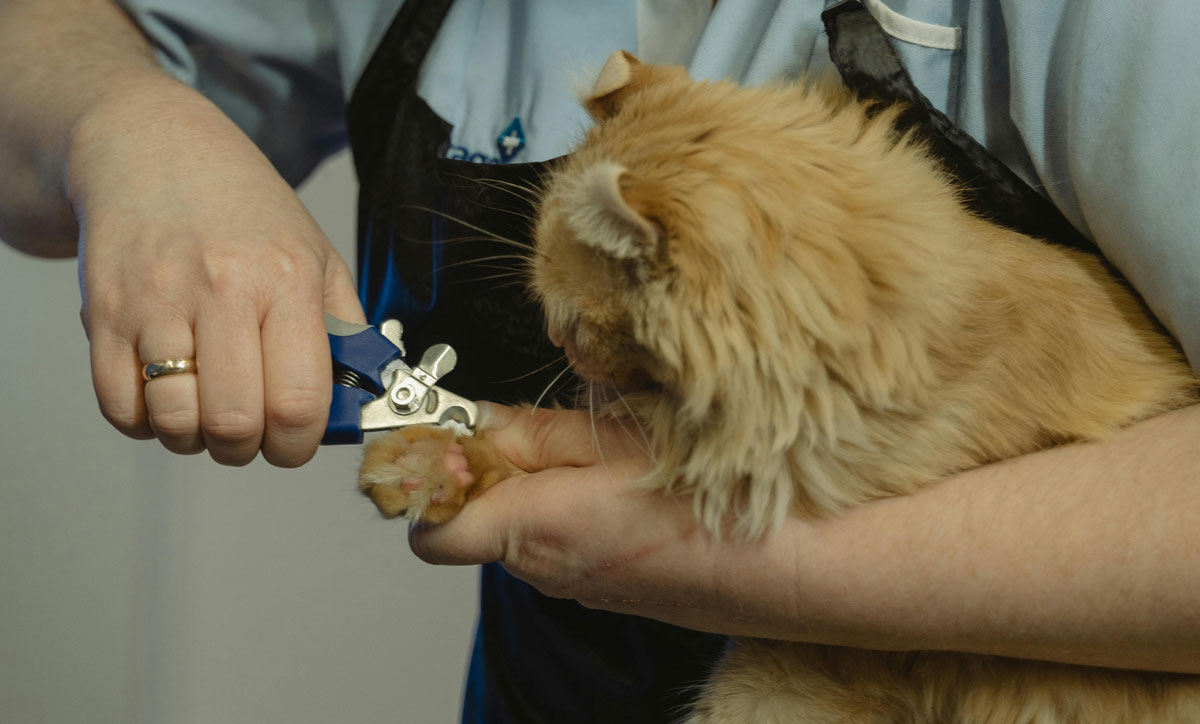 Person trimming cat's nails