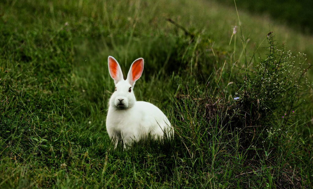 White rabbit in green grass