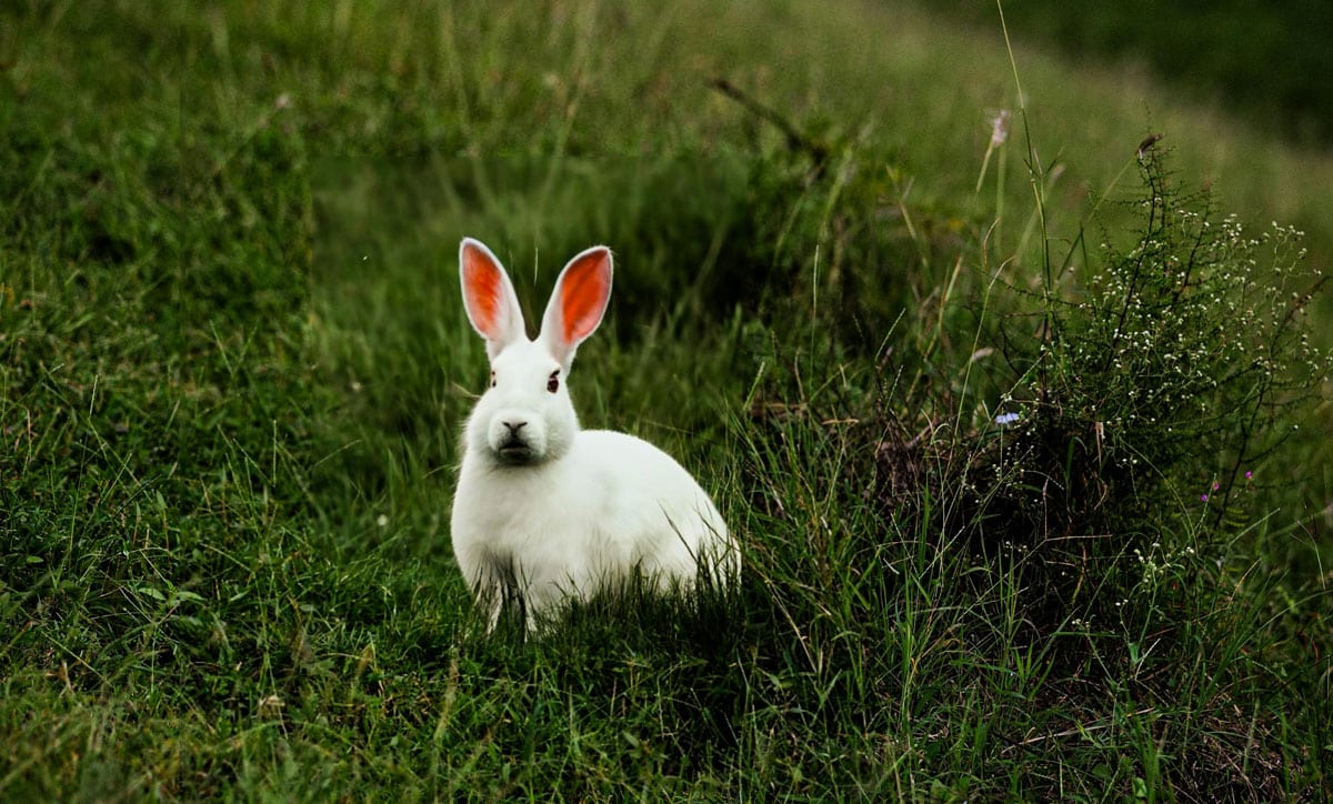 White rabbit in green grass