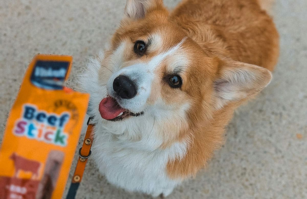 Corgi looking at beef treat