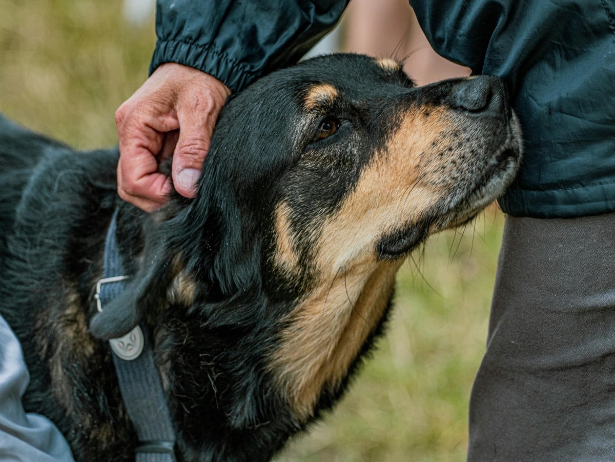 Dog getting affectionate petting