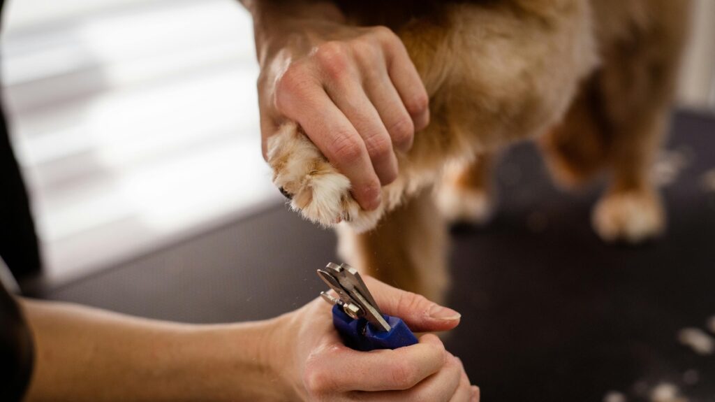 Dog nail trimming process