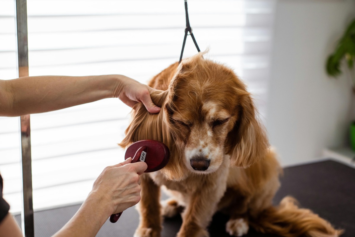 Dog being groomed gently