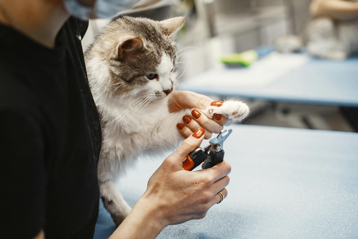 Cat receiving nail trimming