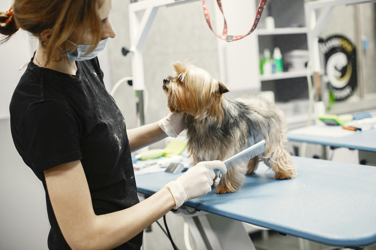 Dog grooming in progress