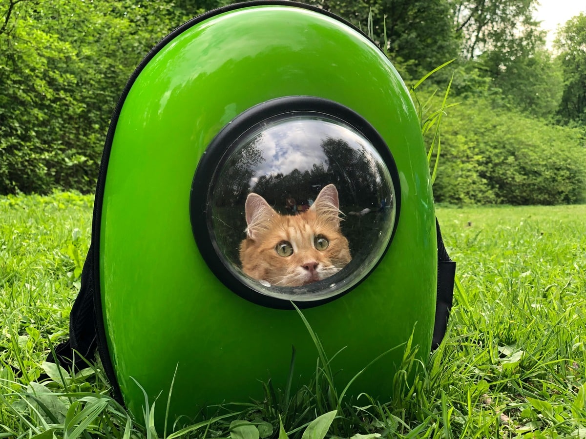 Cat in a space backpack