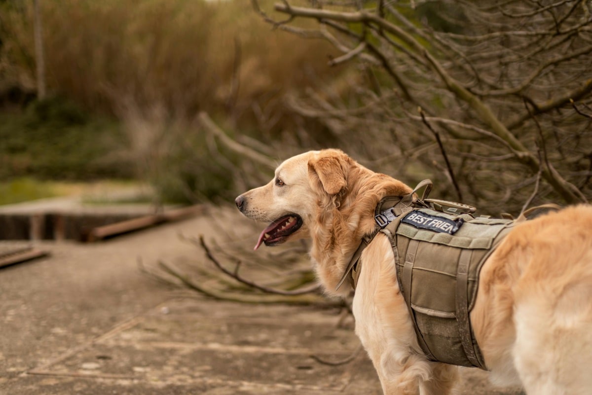 Golden retriever in tactical vest