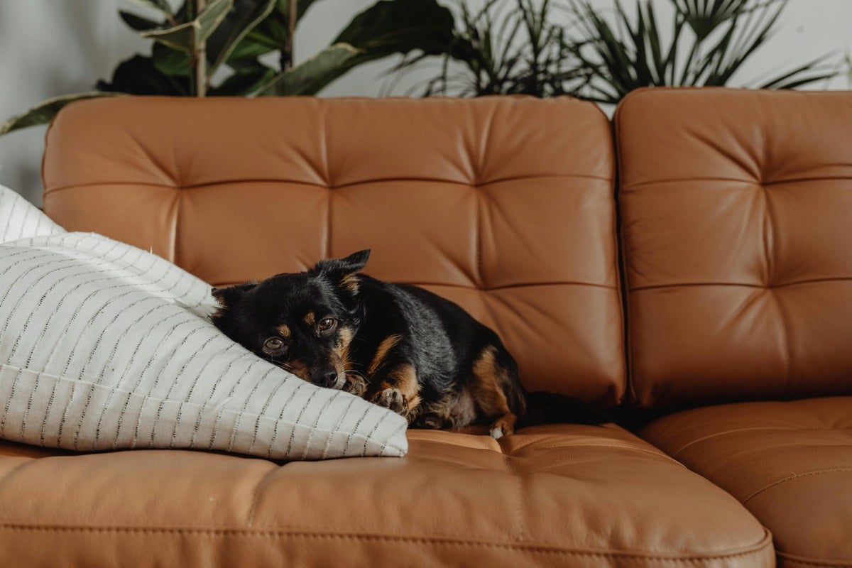 Dog resting on sofa cushion