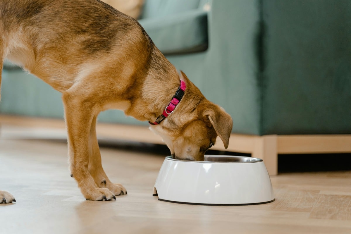 Dog eating from bowl