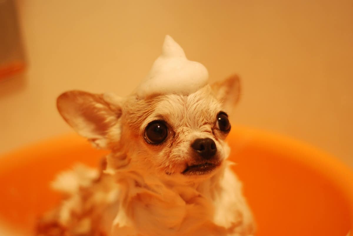 Dog with foam on head