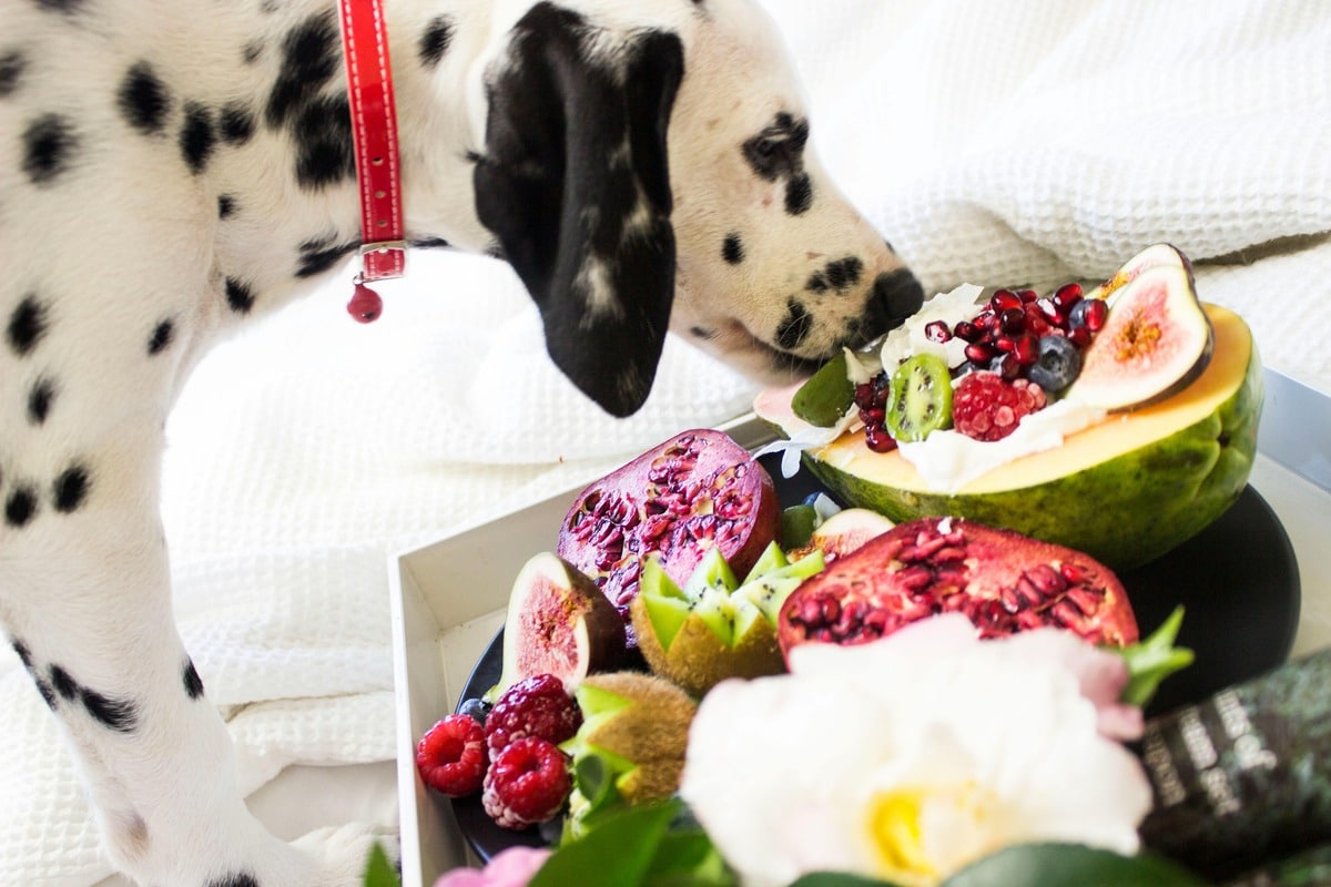 Dalmatian sniffing a fruit platter