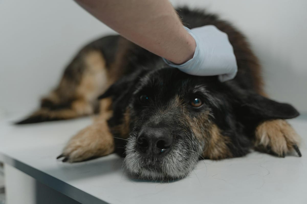 Hand petting a resting dog