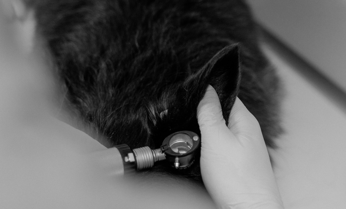 Veterinarian examining animal ear