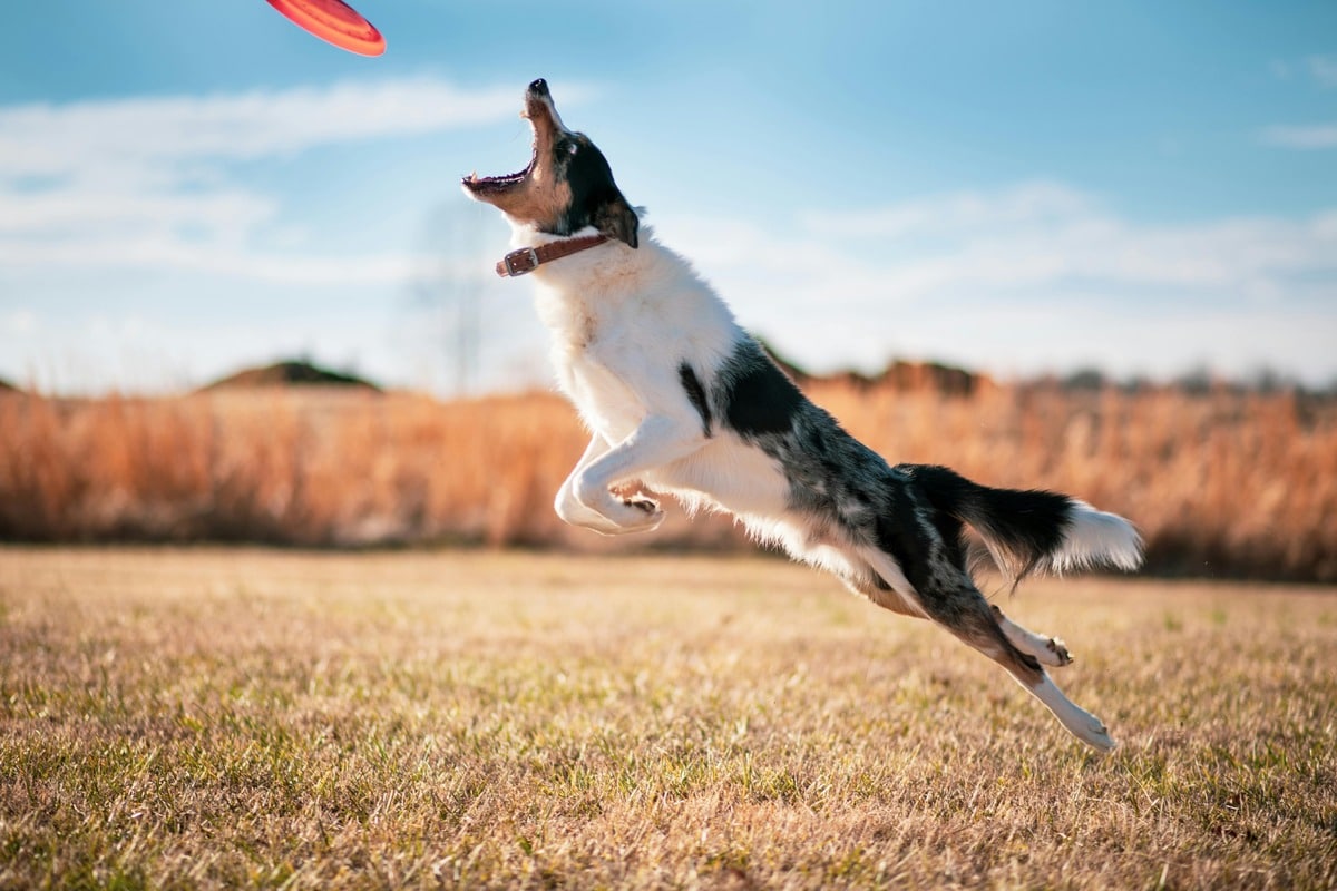 Dog jumping to catch frisbee