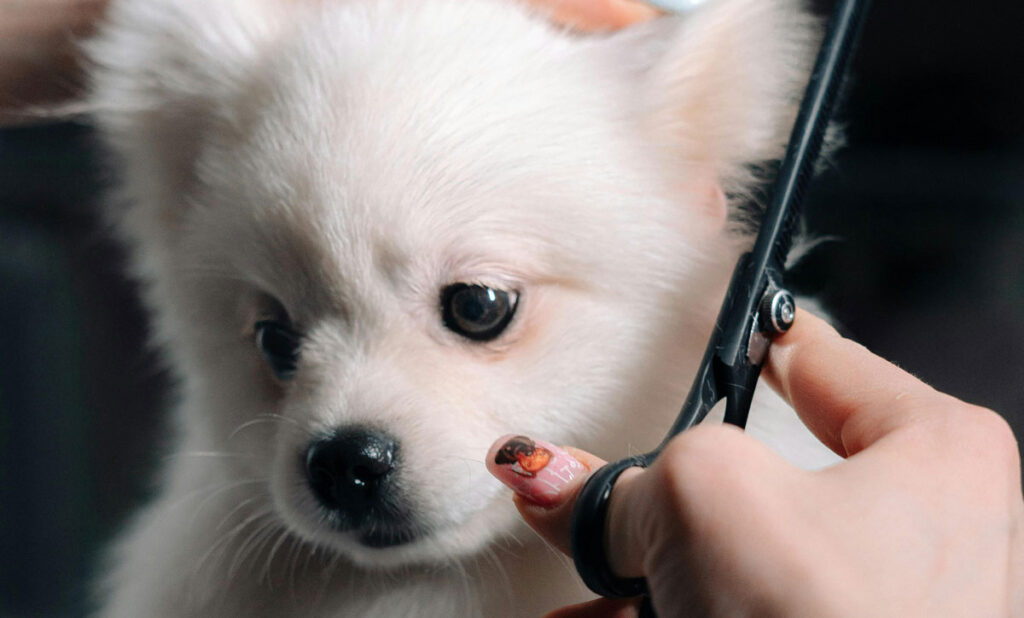 Puppy getting its hair trimmed