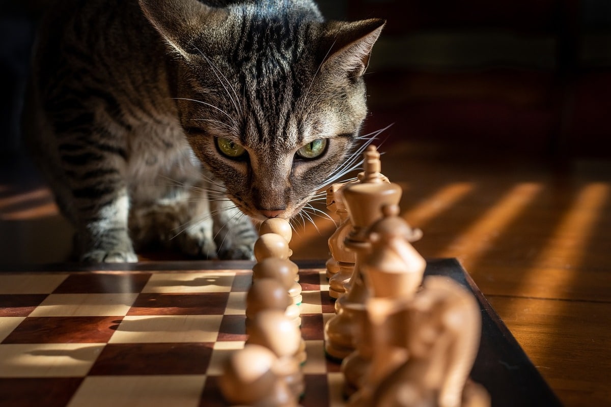 Cat exploring chess pieces