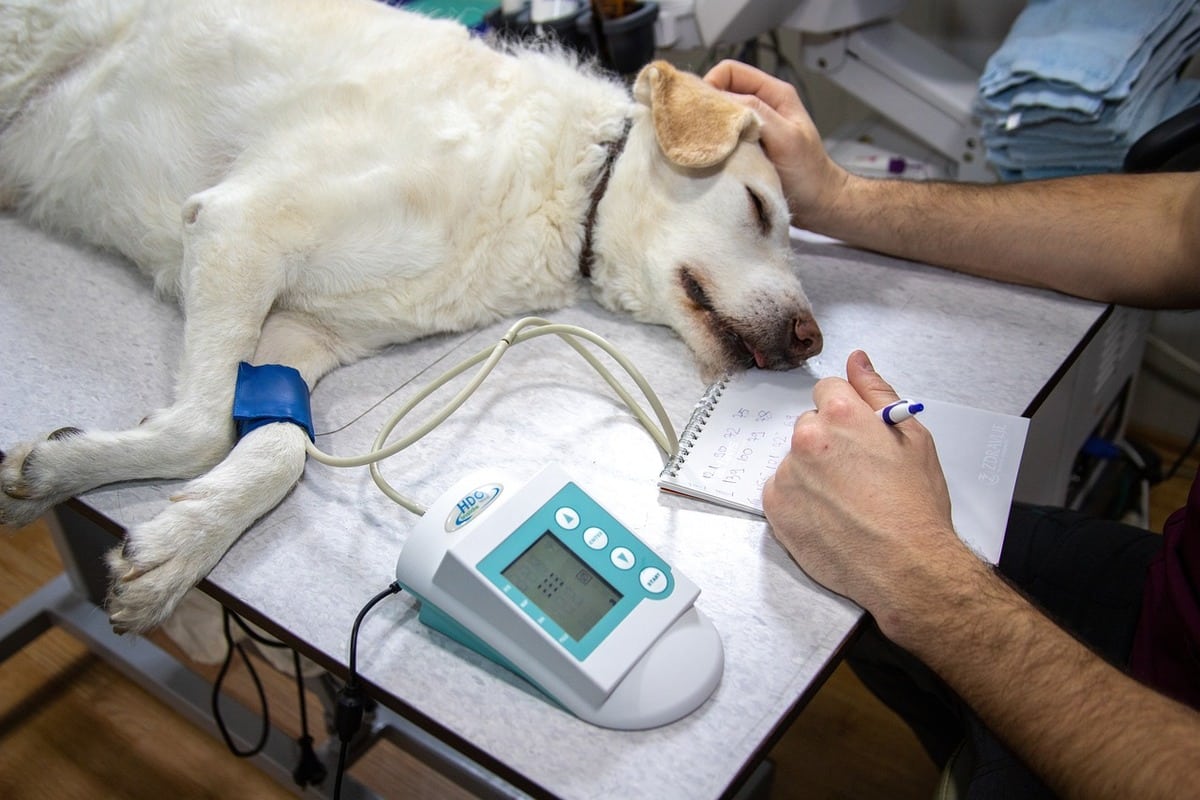 Dog receiving veterinary care