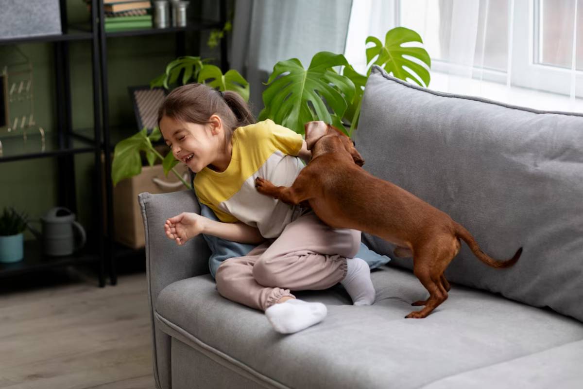 A child stands on a couch holding a blue toy above a happy, brown dachshund sitting on the sofa, surrounded by pillows and sunlight.