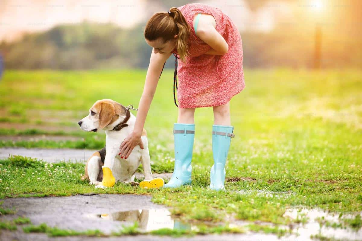 A child in a pink dress and blue rain boots lovingly interacts with a seated beagle on a grassy field with puddles.