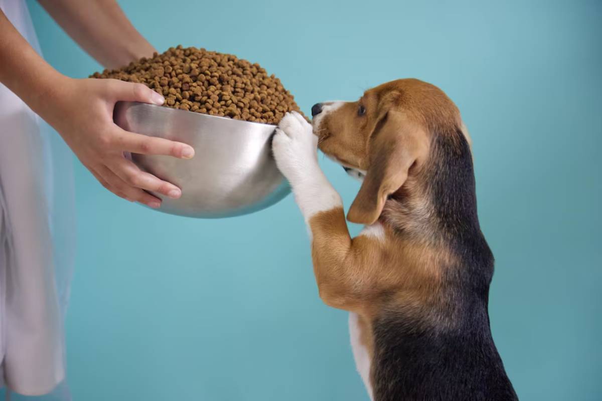 A beagle puppy stands on hind legs, eagerly sniffing a bowl of dog food held by human hands.